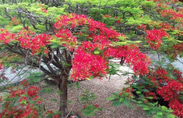 POUSADA CORTINA DE FOLHAS