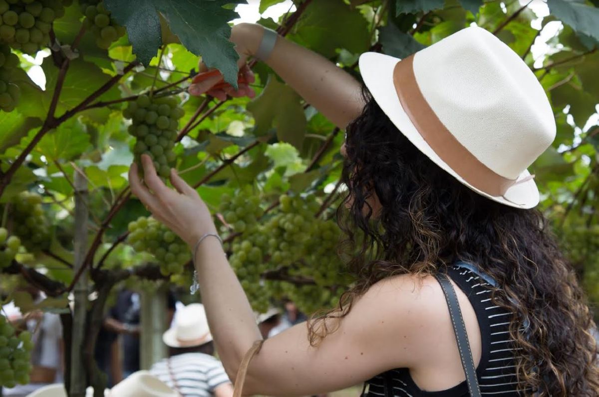 NOVIDADES NA VINDIMA DA VINÍCOLA GÓES 2019