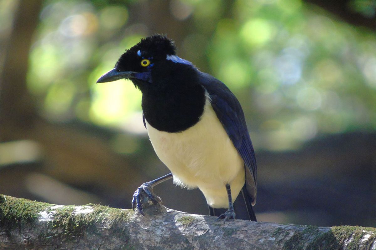 URUGUAI SE POSICIONA COMO DESTINO PARA TURISMO DE OBSERVAÇÃO DE AVES