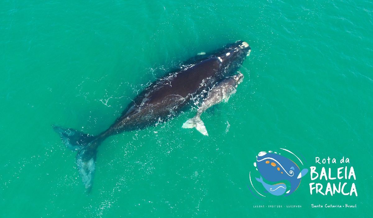 ROTA DA BALEIA FRANCA UM DESTINO TURÍSTICO E UM MOMENTO MÁGICO QUE ACONTECE ANUALMENTE NOS ENCANTOS DA COSTA SUL CATARINENSE! 