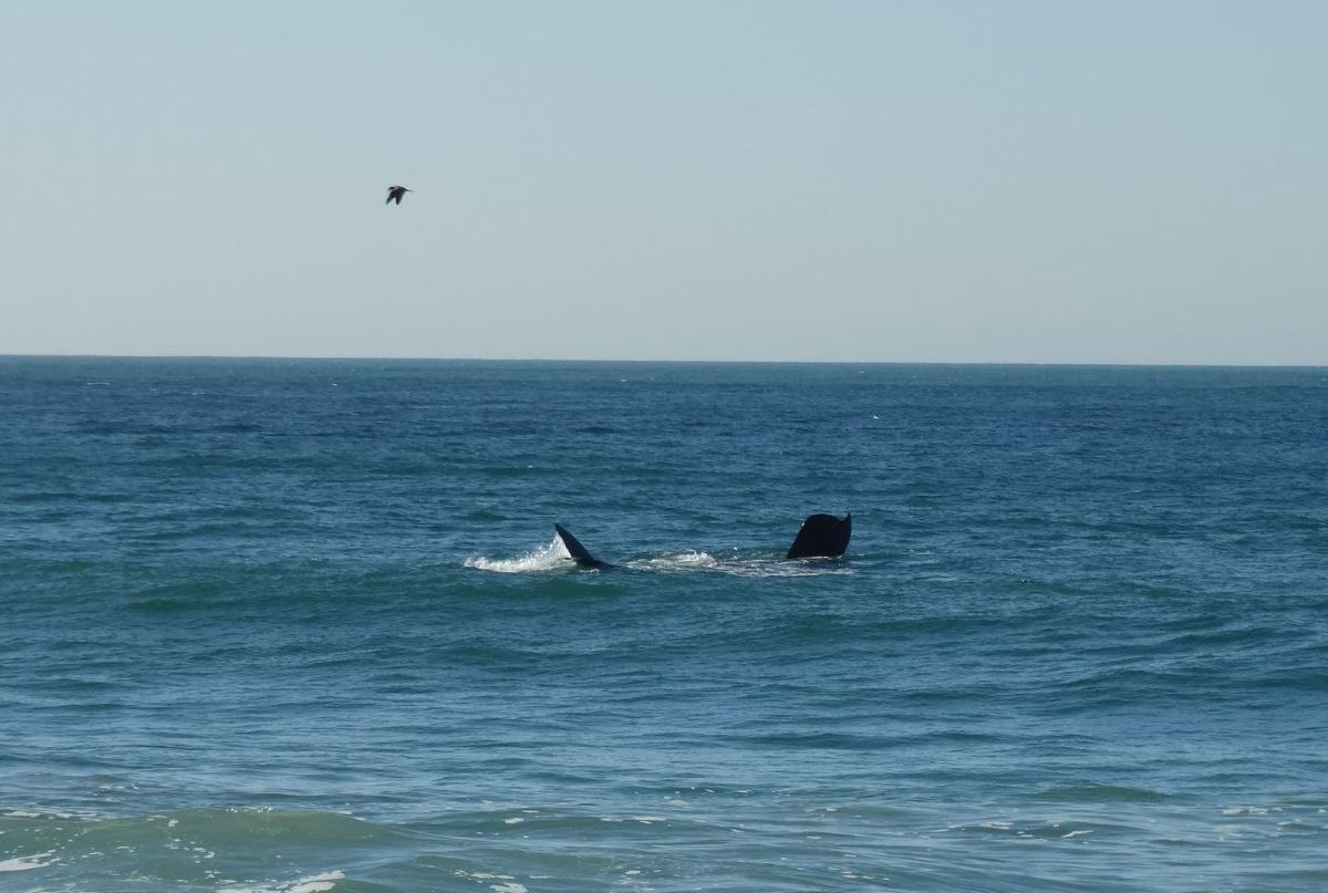 4 PASSEIOS PARA VER BALEIAS EM SANTA CATARINA NA ROTA DA BALEIA FRANCA