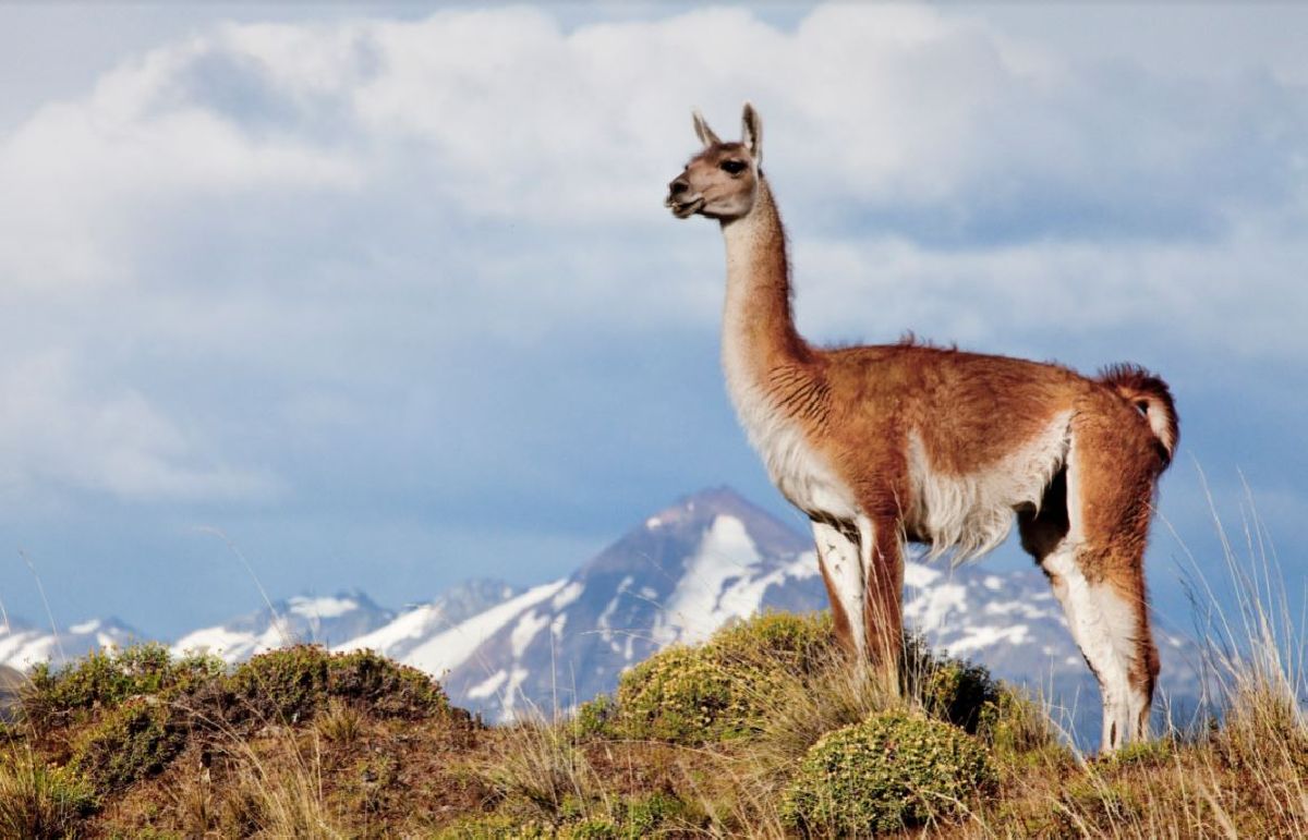 PARQUE NACIONAL DA PATAGÔNIA, NO CHILE, É DESTINO IDEAL PARA APROVEITAR A NATUREZA APÓS A PANDEMIA