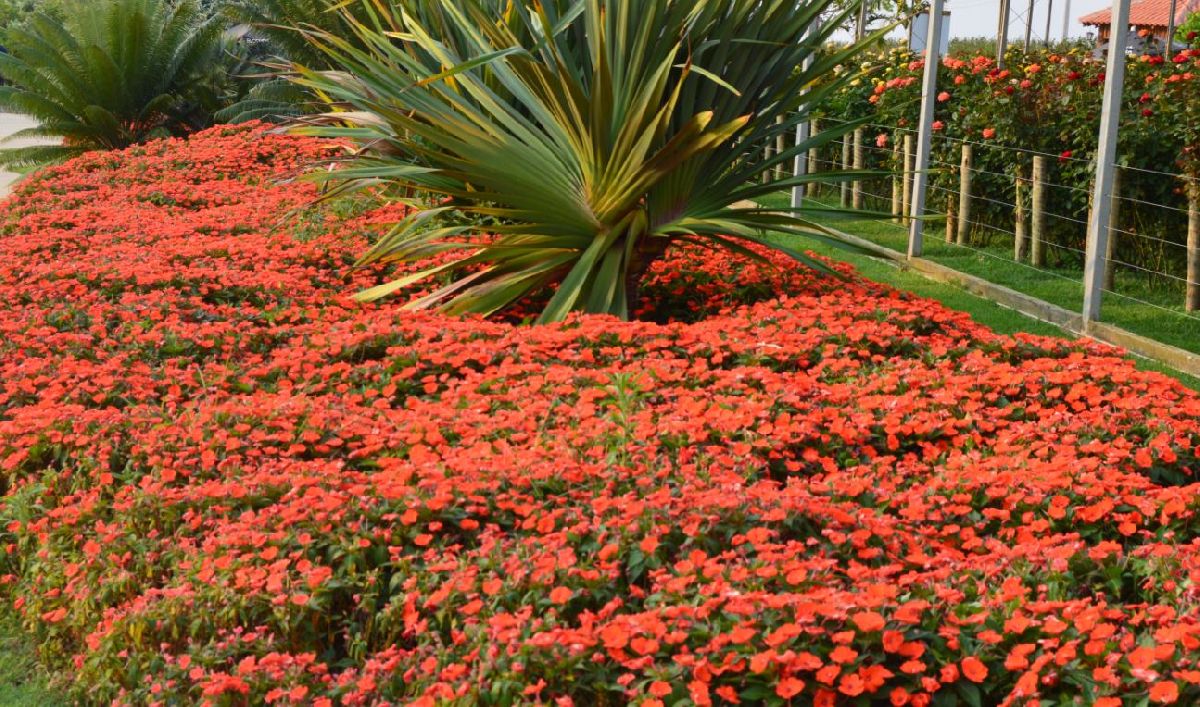 BLOEMEN PARK: O PRIMEIRO PARQUE DE EXPOSIÇÕES PERMANENTES DE FLORES DE HOLAMBRA