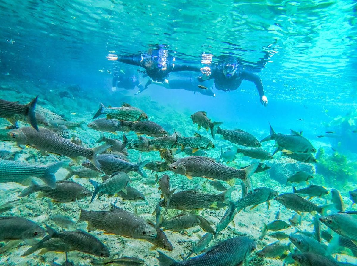 NASCENTE AZUL: TUDO SOBRE A MELHOR FLUTUAÇÃO DE BONITO