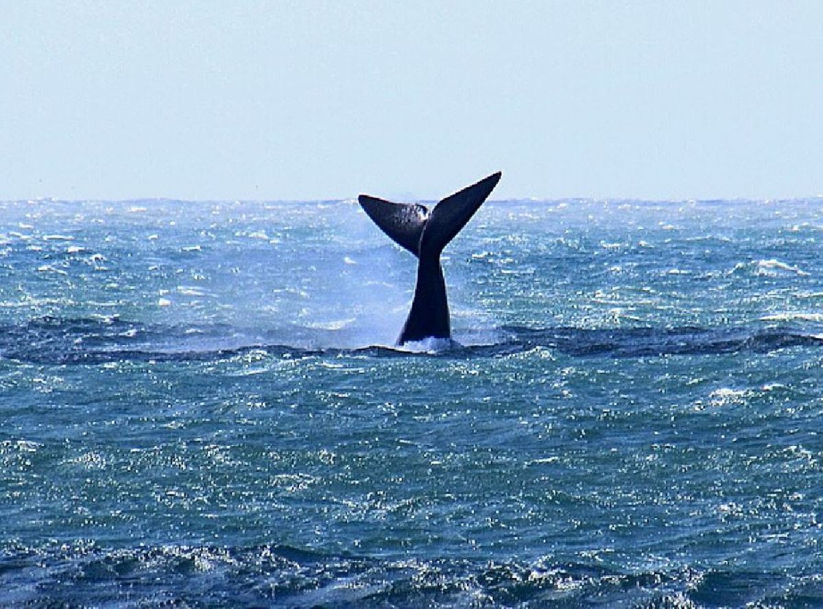 5 MOTIVOS QUE FAZEM DE SETEMBRO O MELHOR MÊS PARA TURISTAS VEREM BALEIAS COM A AO SUL NATURAL NA ROTA DA BALEIA FRANCA