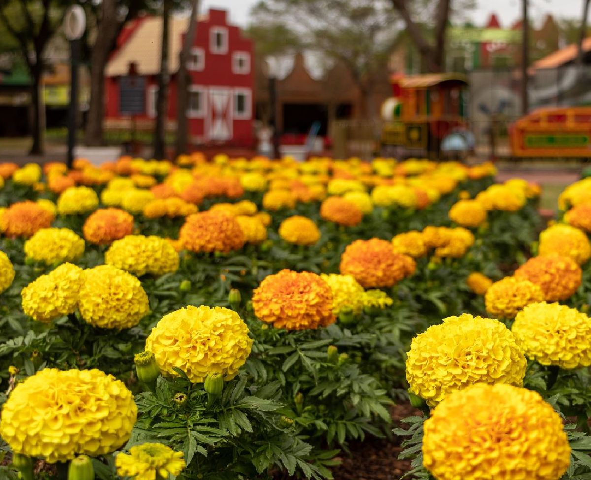 EXPOFLORA COMEÇA NA PRÓXIMA SEXTA-FEIRA E ESPERA ATRAIR 240 MIL VISITANTES