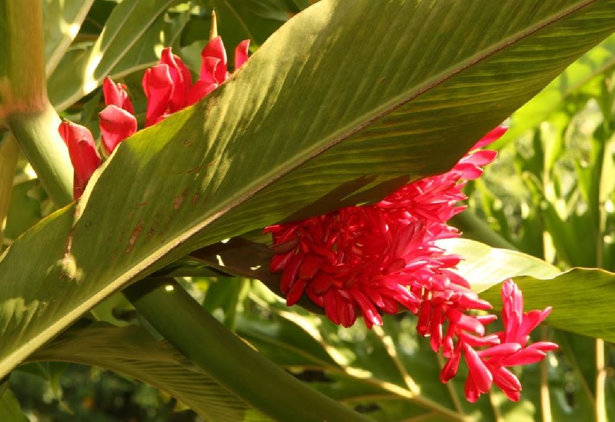 FLORES E PAISAGISMO: CINCO DESTINOS PARA CURTIR O MELHOR DA PRIMAVERA