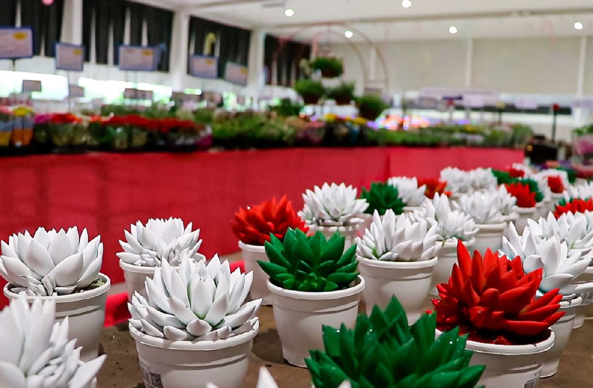 PRODUTORES CUSTOMIZAM FLORES E PLANTAS PARA ESTIMULAR VENDAS PARA AS FESTAS DE FIM DE ANO