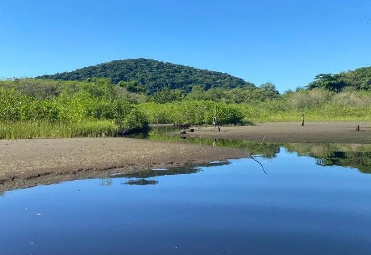 Passeio no Rio do Peixe, no Guarujá, alerta para preservação urgente do manguezal