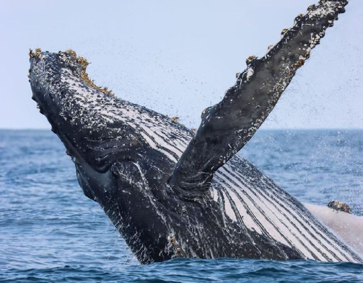 Começa a temporada de avistamento de baleias no litoral norte