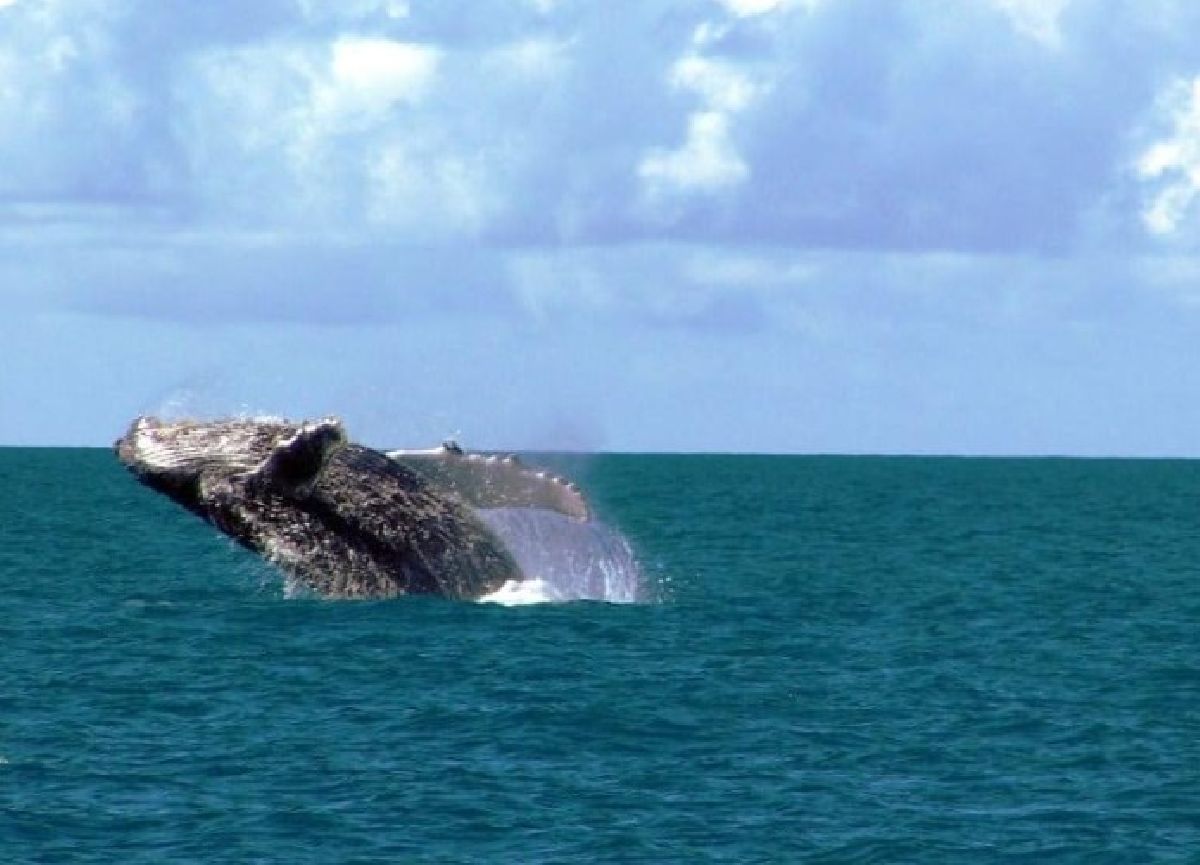 Nova diretoria eleita toma posse na Câmara de Turismo da Costa das Baleias