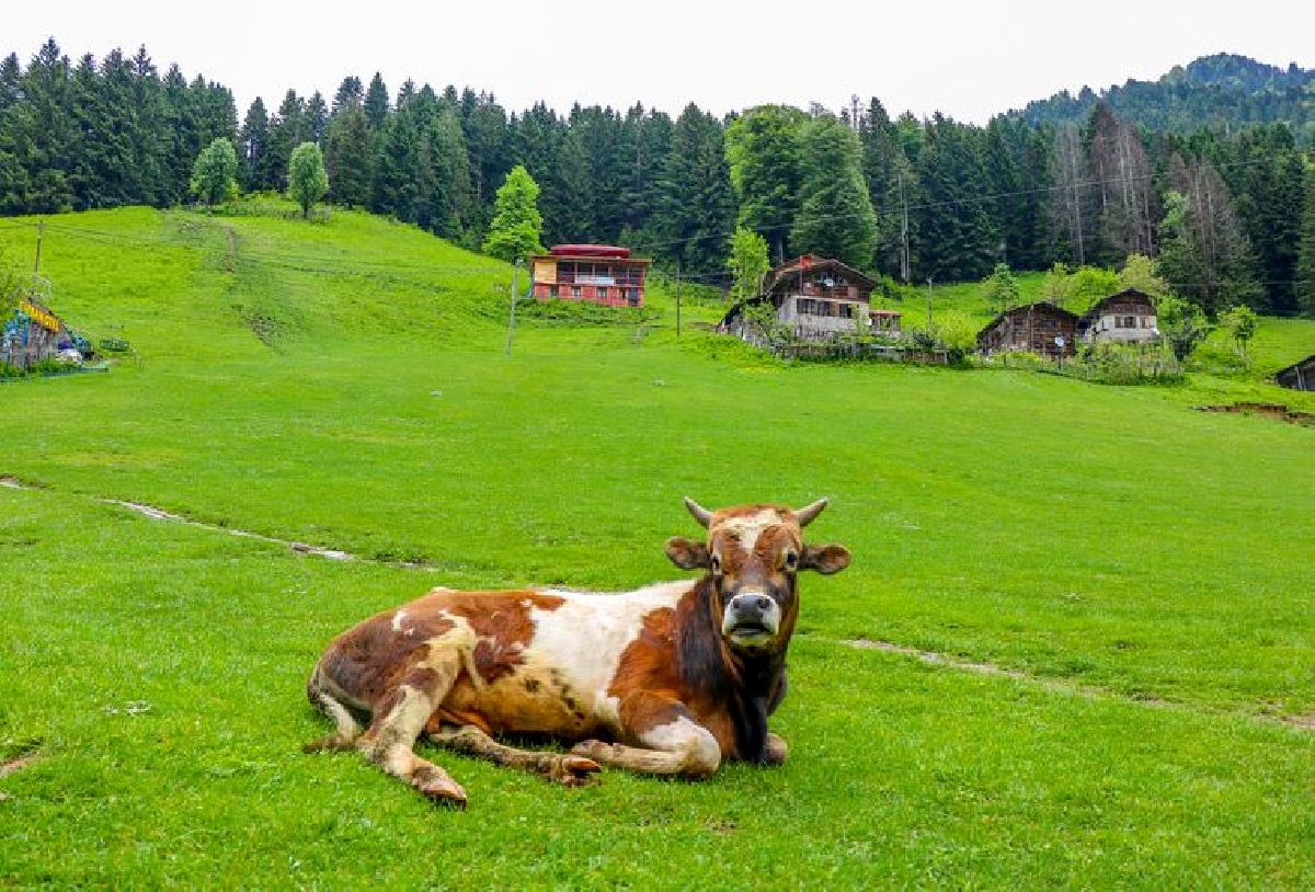 Conheça as montanhas do Mar Negro da Turquia, uma experiência em meio à natureza