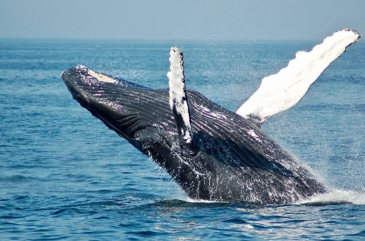 Turismo para observação de baleias ganha espaço nos planos de férias dos brasileiros