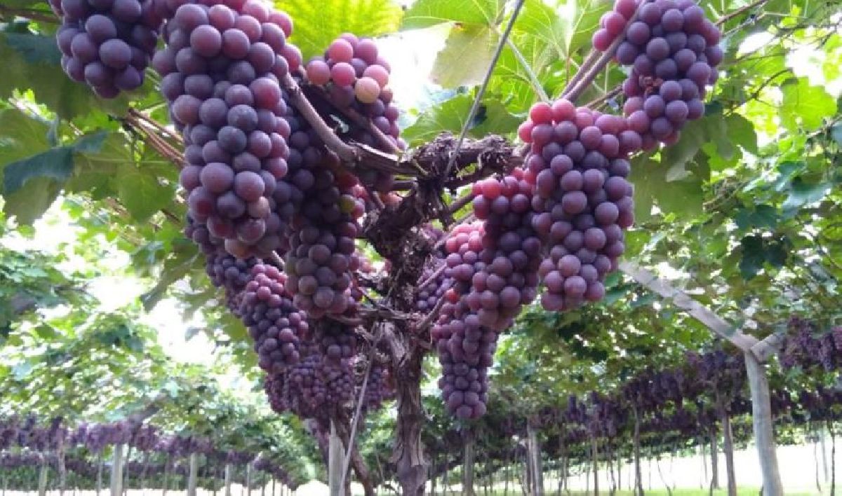 Circuito das Frutas reúne opções gastronômicas para o Dia dos Pais