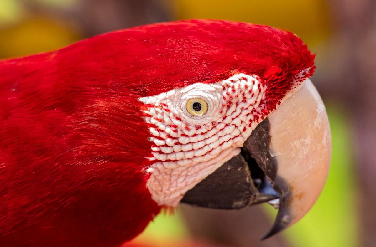 Bonito é paraíso para birdwatching no Mato Grosso do Sul