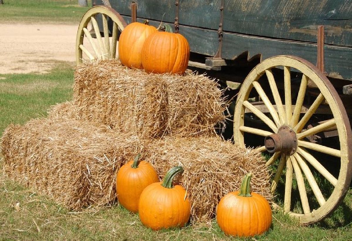 Festivais de outono e eventos de Halloween movimentam o Condado de Polk, região mais cativante da Flórida Central!