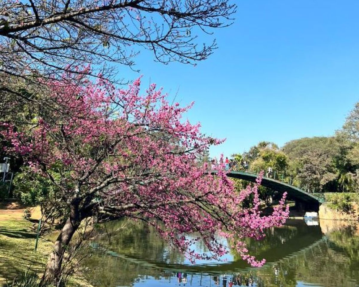 Agenda cultural em São Paulo: Parque Ibirapuera inaugura exposição multissensorial na Oca e recebe o maior evento de música clássica do país no Auditório e Horto Florestal realiza atividades para o público infantil