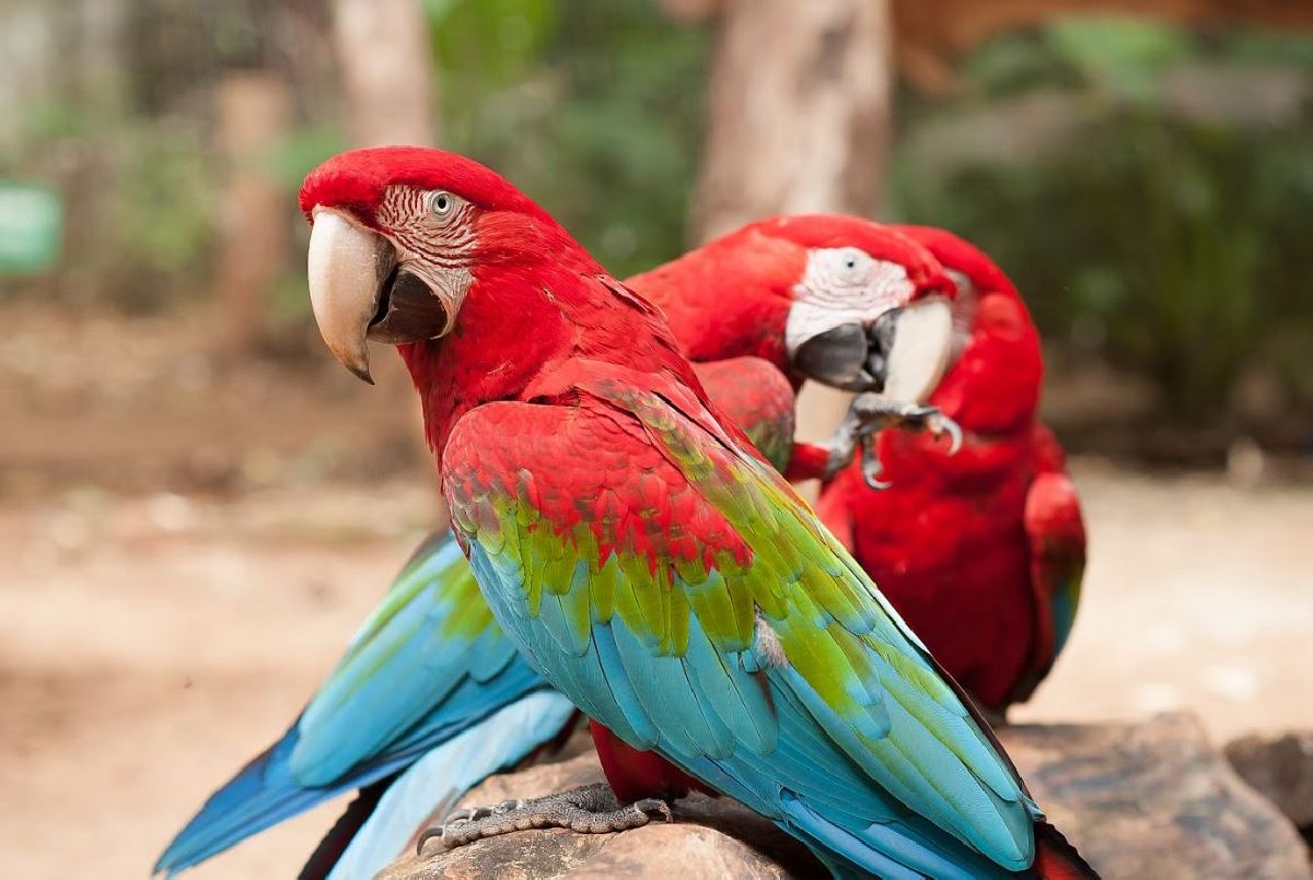 Parque das Aves em Foz do Iguaçu/PR,  na primeira posição em lista no TripAdvisor