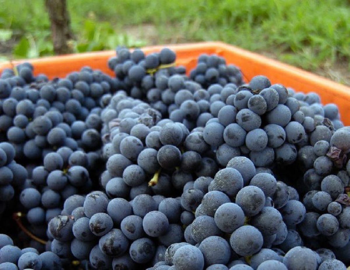 É tempo de Vindima na Serra gaúcha: conheça curiosidades sobre o período