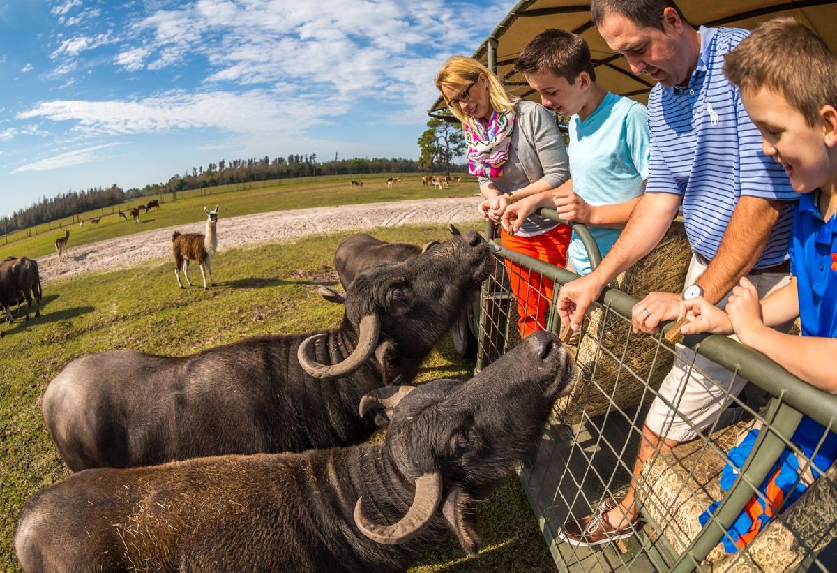 Safari Wilderness: a autêntica experiência de safári na Flórida!