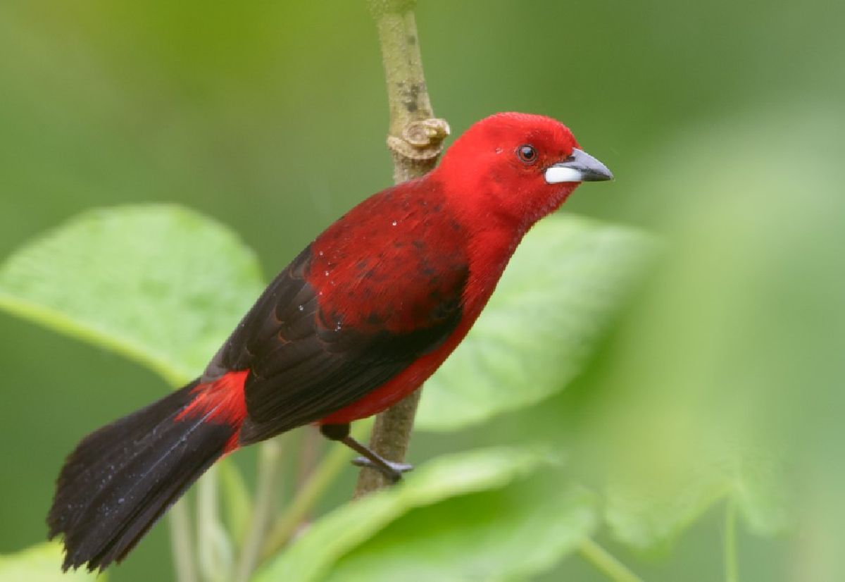 Maior evento global de observação de aves acontece no interior de São Paulo