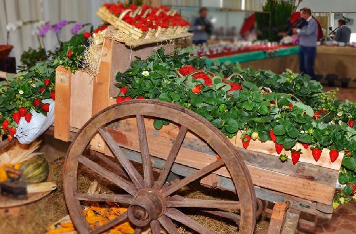 Festa do Morango de Atibaia e Jarinu chega à 41ª edição com programação aos finais de semana a partir de 28 de junho