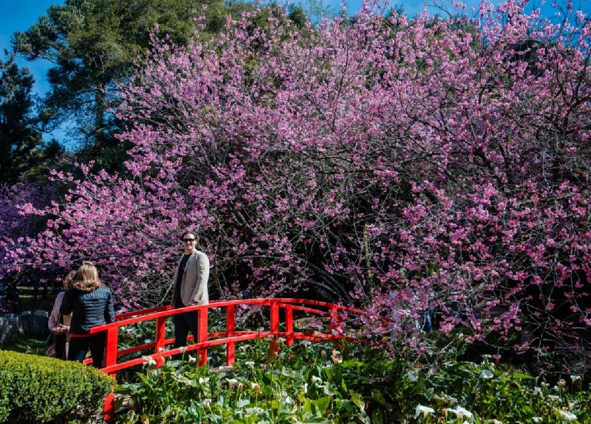 Campos do Jordão tem atrações para diferentes tipos de turistas no último fim de semana de julho