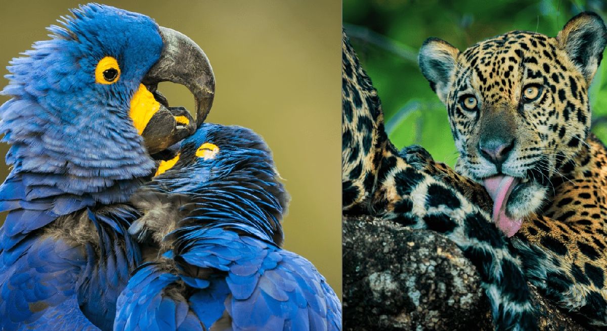 Embratur promove Pantanal brasileiro em campanha global inédita com a National Geographic