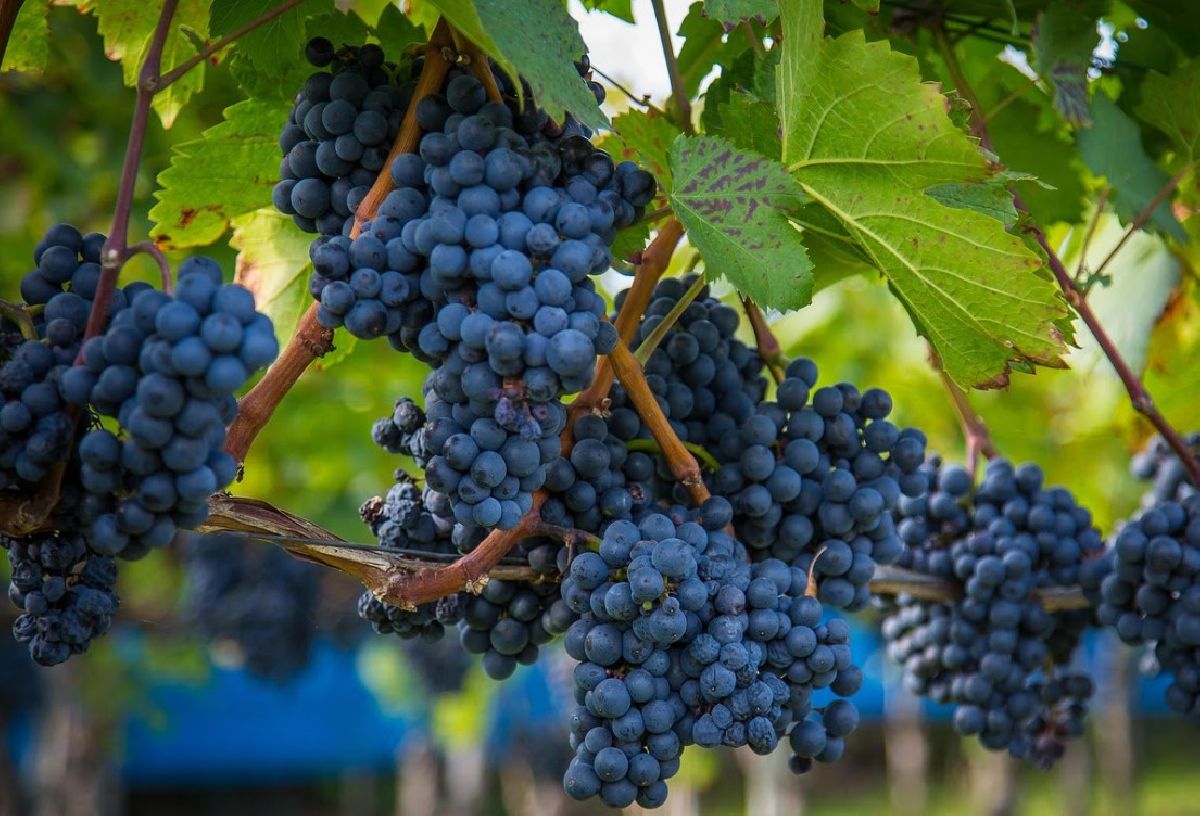 Entre vinhos e novelos: uma viagem que mistura turismo, criatividade e sabor no Vale dos Vinhedos