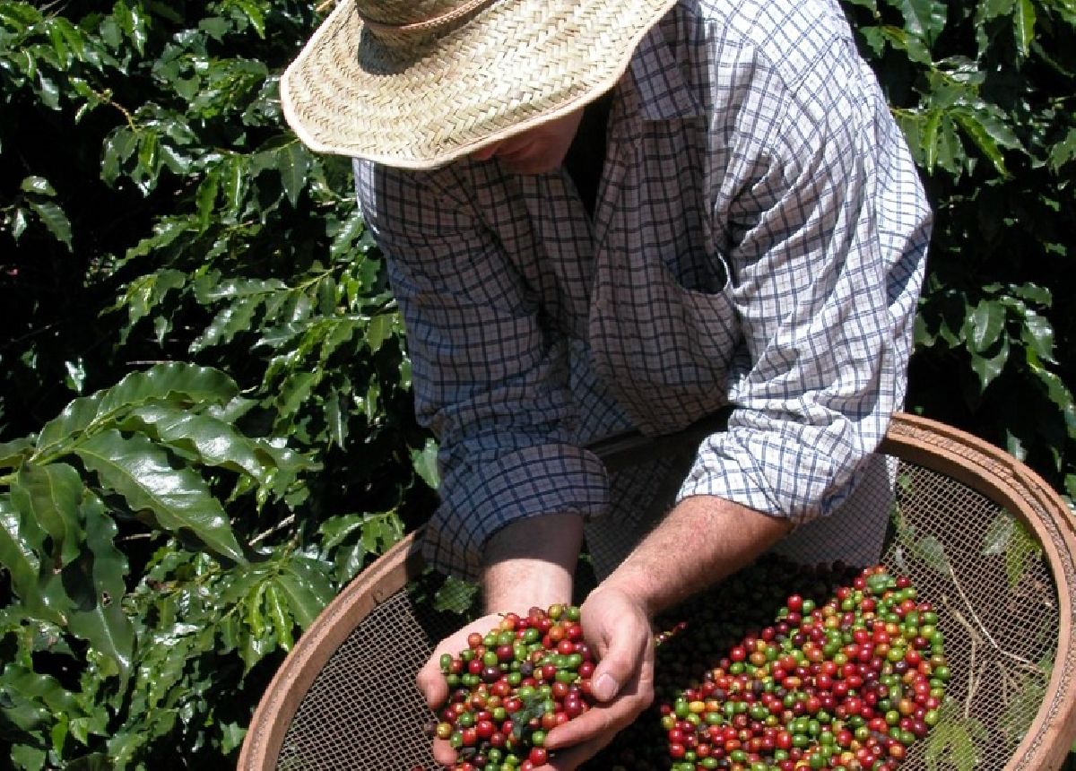 De colônia italiana a capital do café especial: Serra Negra e a rota das fazendas premiadas