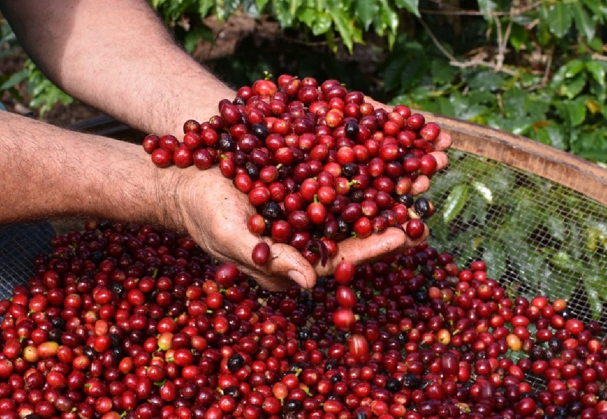 Serra Negra celebra o Dia Internacional do Café com tradição e turismo rural