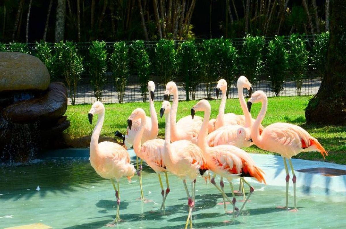 Flamingos recebem os hóspedes do Portobello Resort & Safári