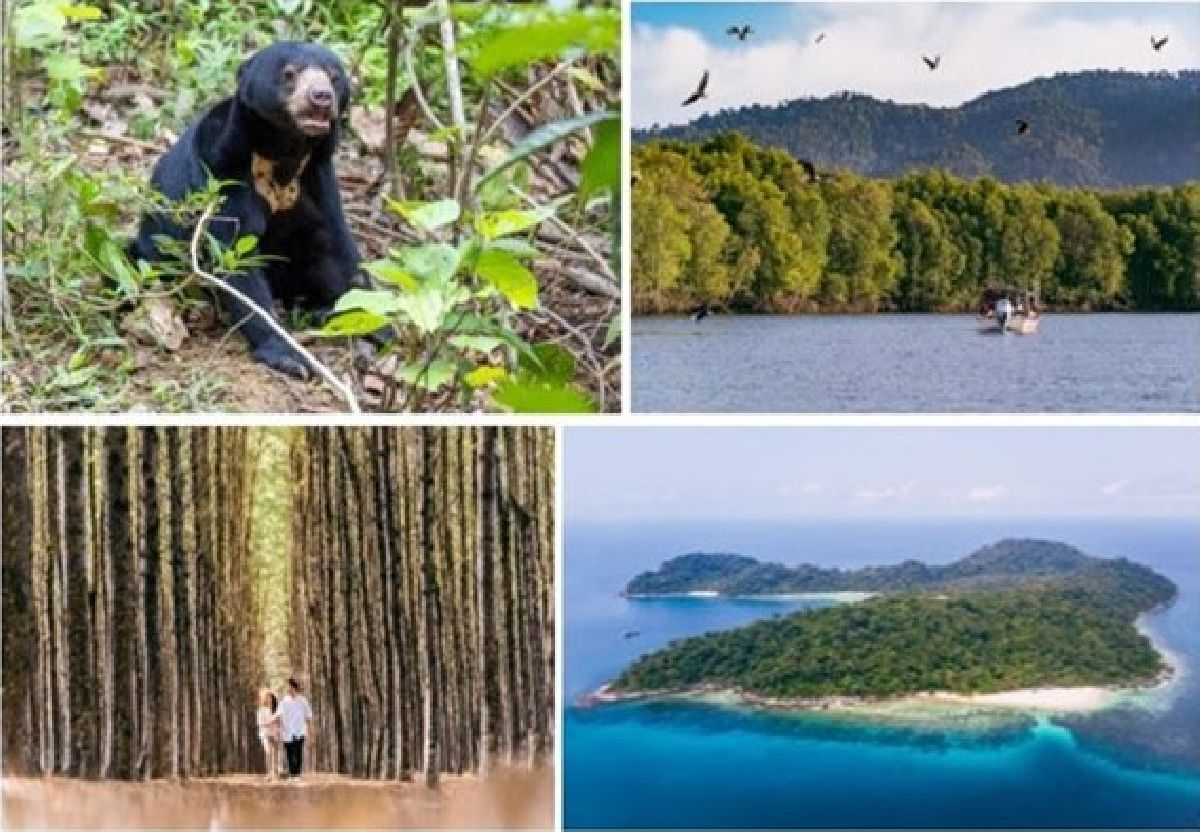 Selvas milenares e culturas vivas: descubra o lado sustentável da Malásia
