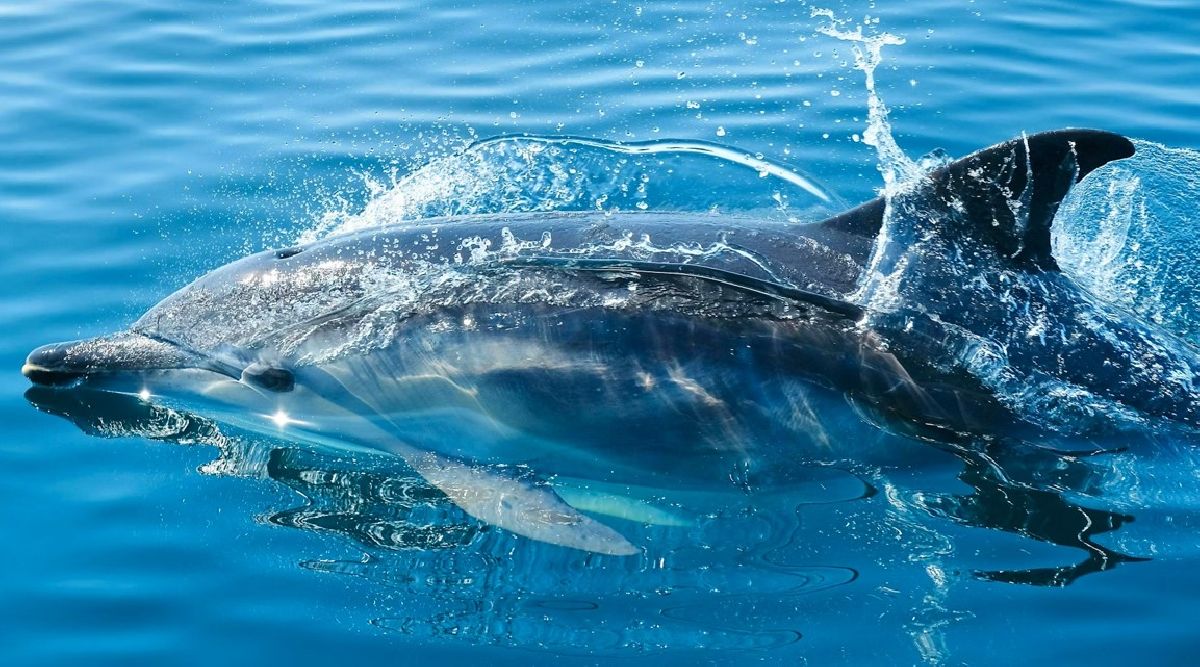 Dançarinos do Índico: o encanto dos golfinhos em Meedhupparu