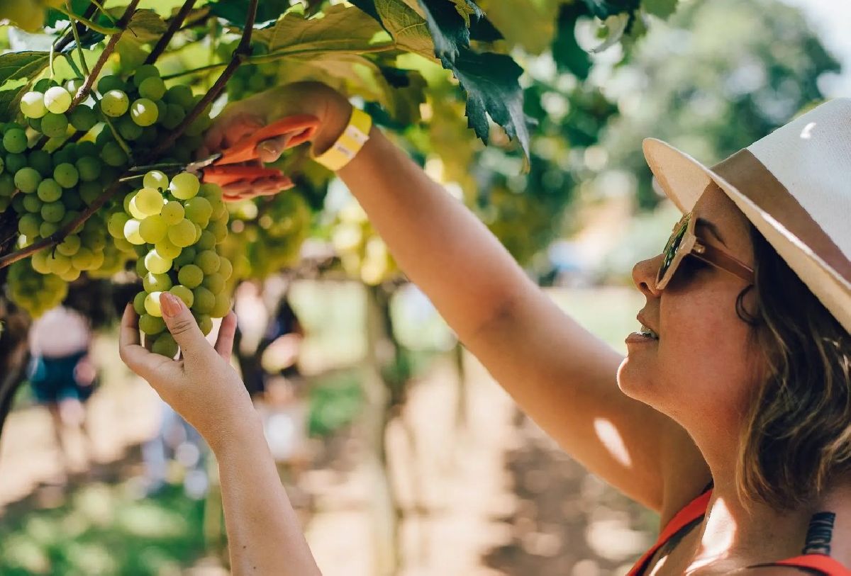 Vindima Góes 2026 promete nova experiência entre os vinhedos mas com a mesma celebração no interior paulista