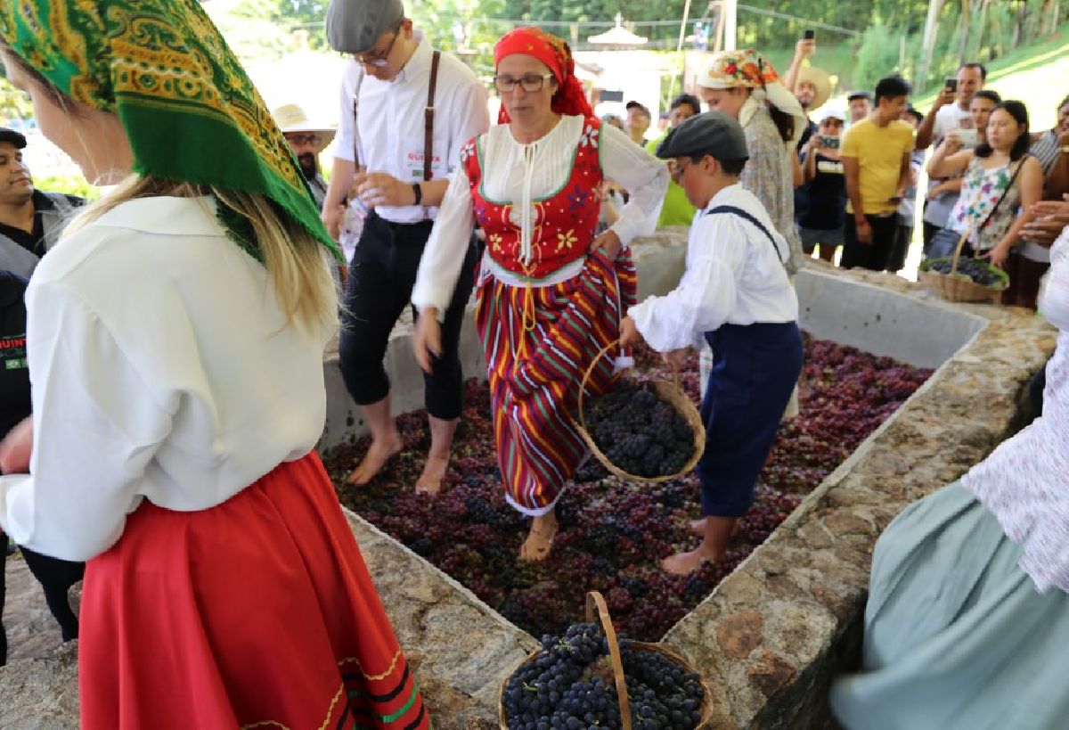 Pisa da Uva 2026 na Quinta do Olivardo resgata tradição portuguesa em São Roque