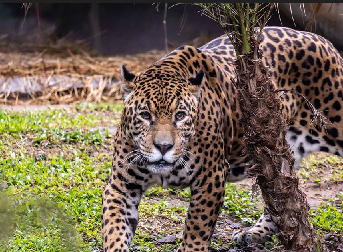Desconto de Natal: Zoo São Paulo, Simba Safari e Jardim Botânico com preços exclusivos para o final do ano