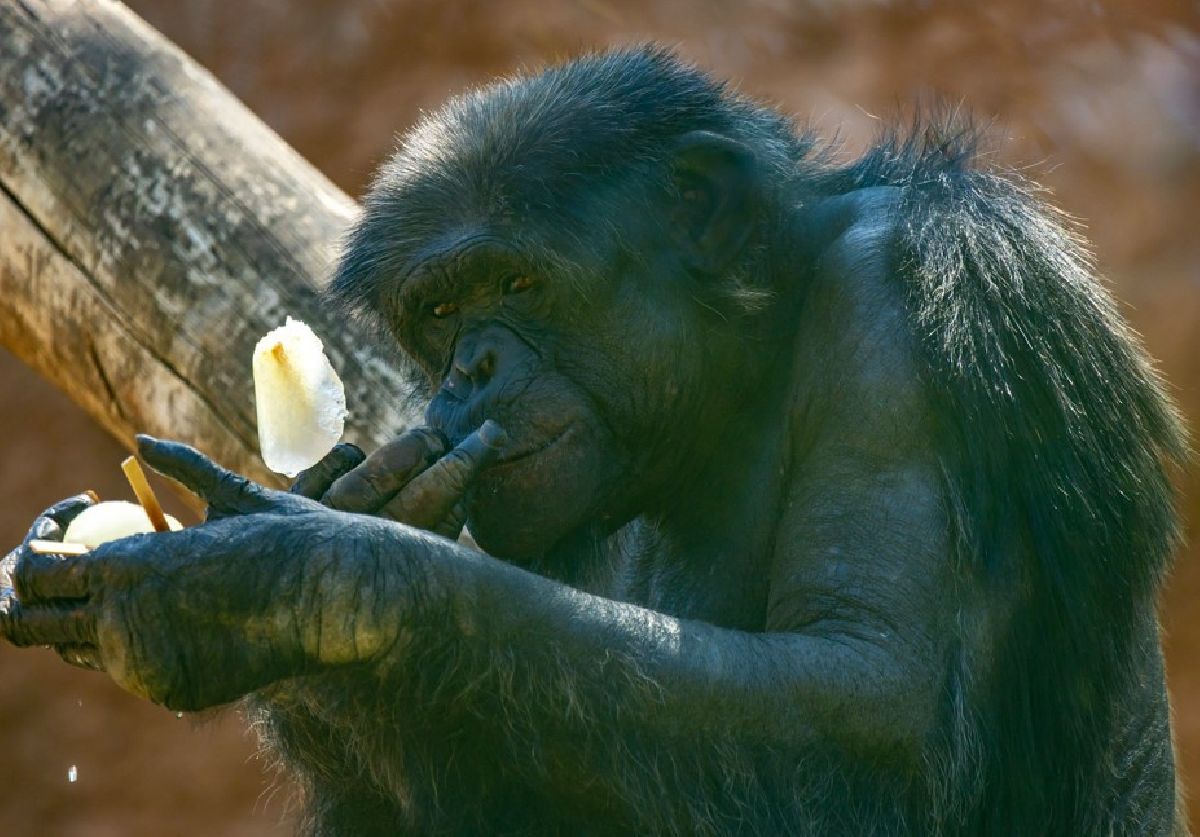 Zoo de São Paulo e Simba Safari adotam ações para amenizar efeitos do calor sobre os animais no verão