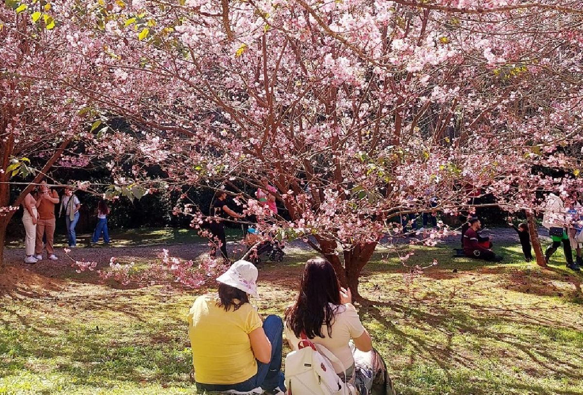 De meia maratona a festivais culturais: o que os visitantes vão encontrar em Campos do Jordão em 2026