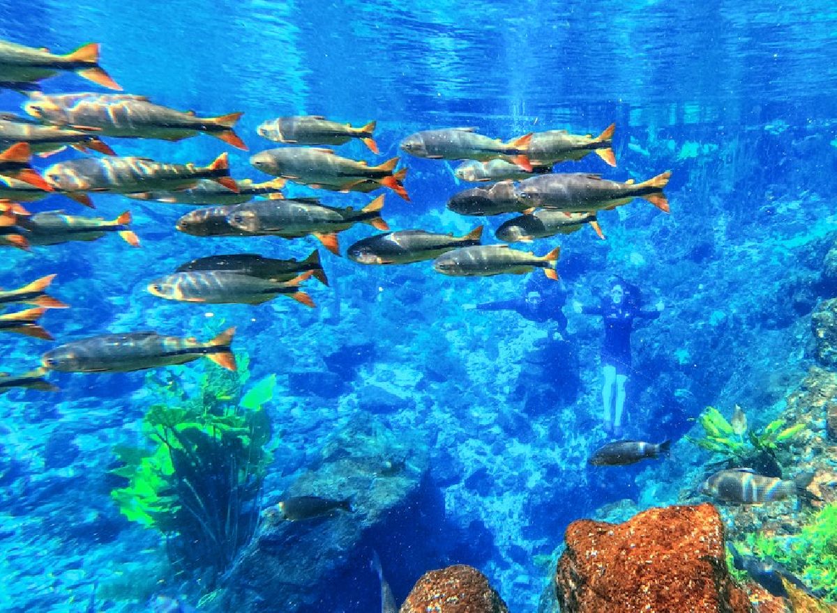 Nascente Azul é em 2025 mais uma vez o atrativo mais visitado de Bonito (MS)