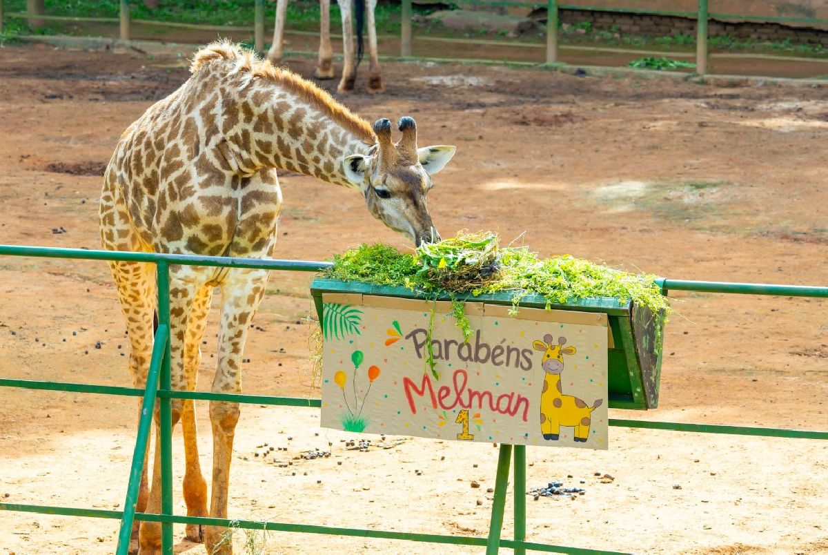 Zoo São Paulo comemora primeiro aniversário de Melman com festa especial para visitantes