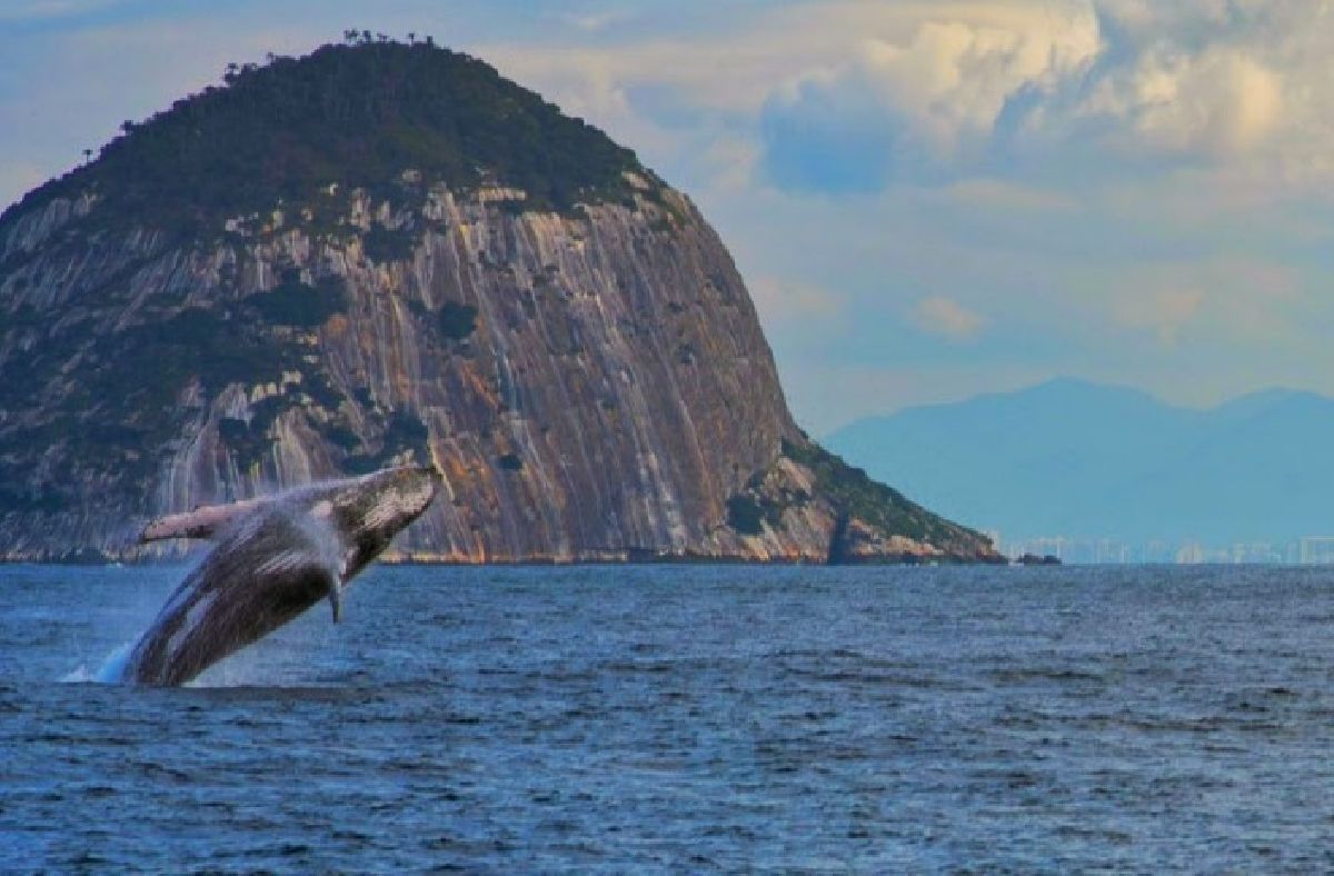 Com a chegada da temporada das jubartes, Visit Rio lança guia de avistamento responsável