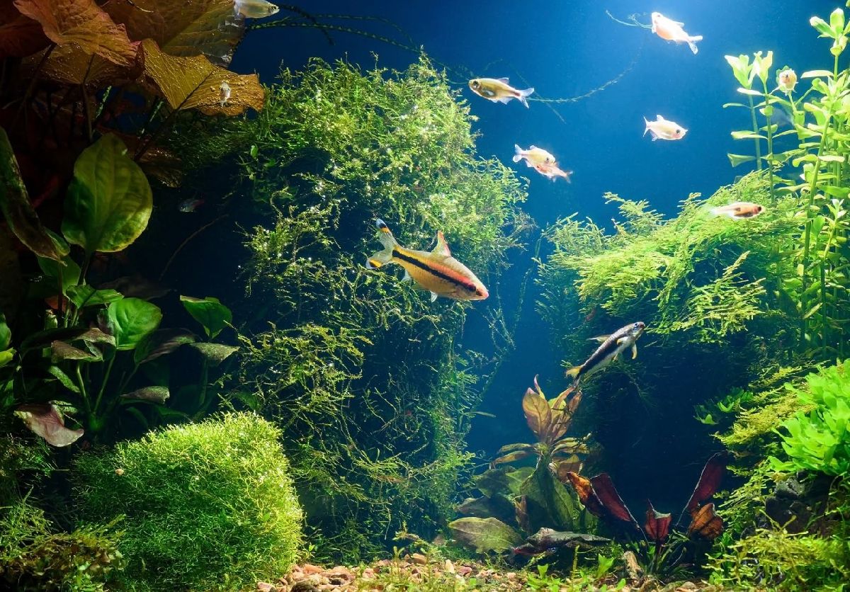 AquaFoz impulsiona nova fase do turismo em Foz do Iguaçu com experiência imersiva, ciência e conservação