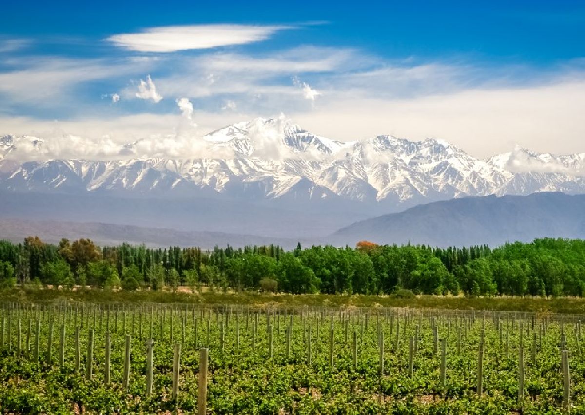 Chile ou Argentina: o que diferencia os vinhos tintos de cada país?