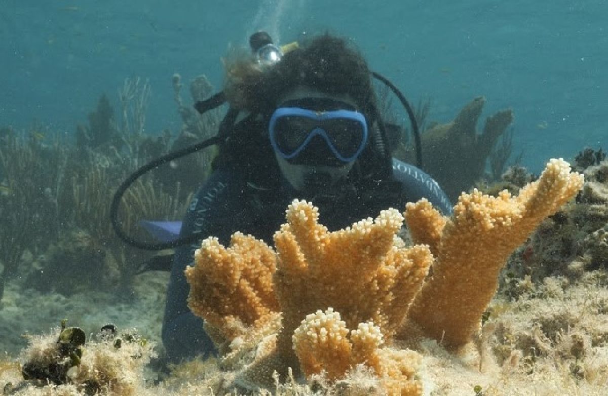 Corais chifre de alce ameaçados são transplantados em recifes nas Bahamas