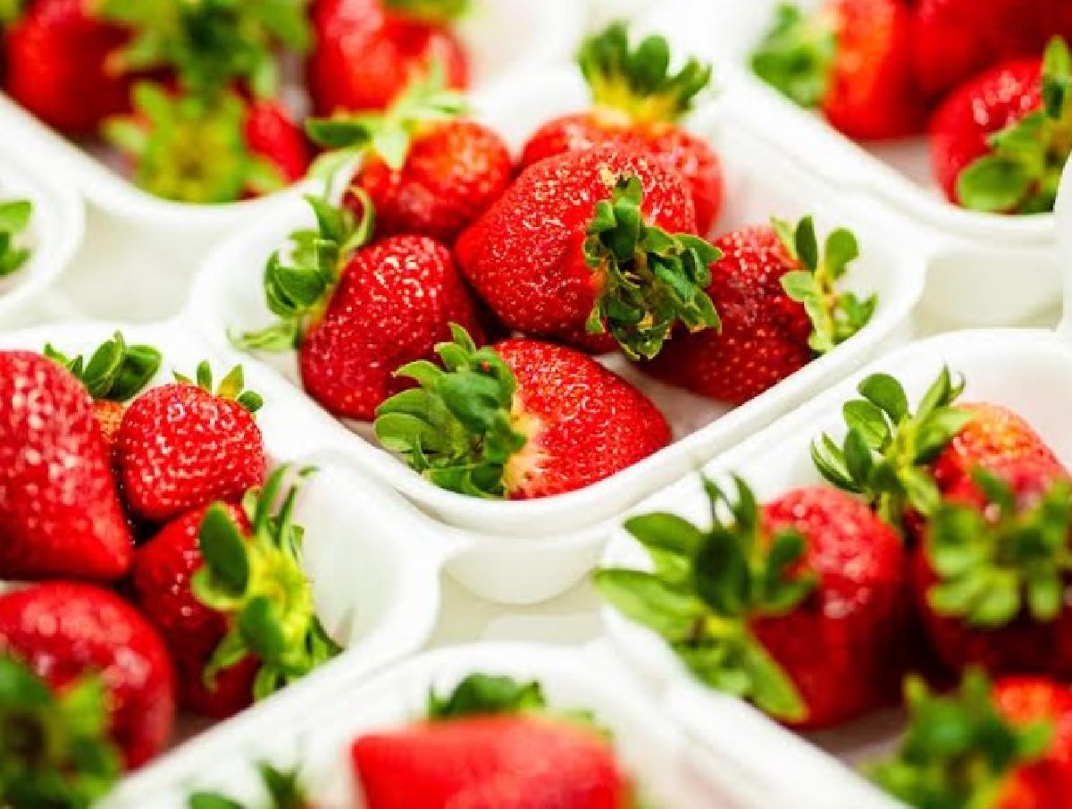 Festa do Morango com Chocolate e Festa da Flor movimentam feriado em Nova Friburgo com delícias e oficinas gastronômicas, exposição de orquídeas, shows e muito mais