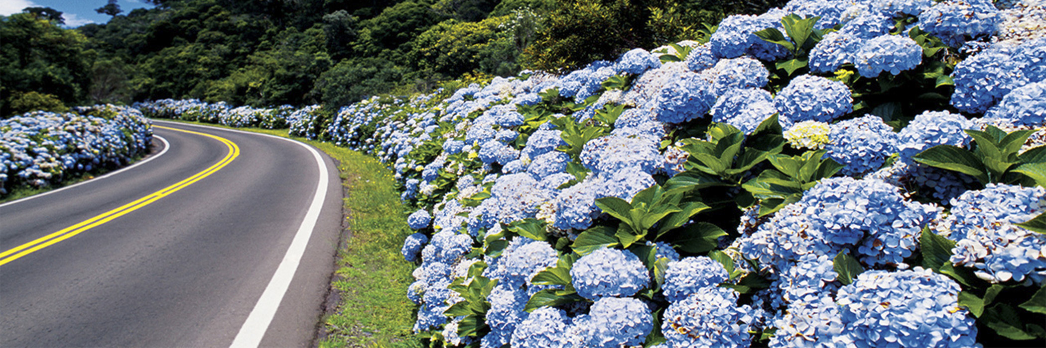 aaHOME ROTEIRO DA SERRA GAUCHA - RS - flores azuis