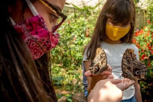 FÉRIAS 2021: TRAGA AS CRIANÇAS PARA VER AVES DA MATA ATLÂNTICA 