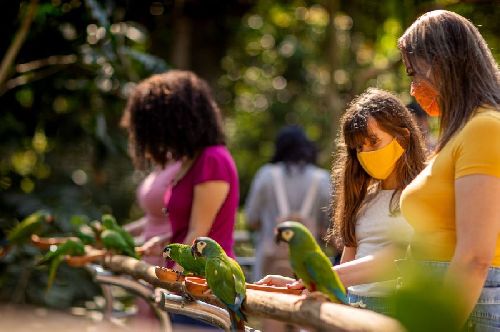FÉRIAS 2021: TRAGA AS CRIANÇAS PARA VER AVES DA MATA ATLÂNTICA 