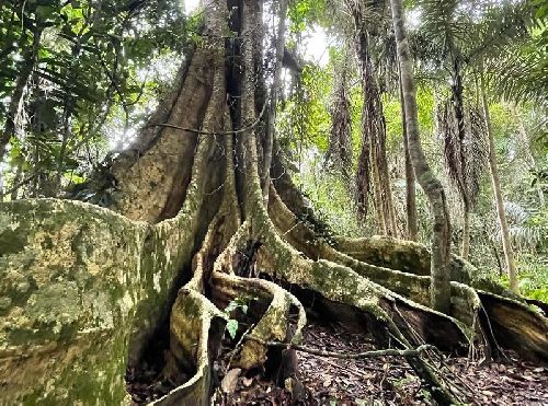 PARQUE NACIONAL DO DESCOBRIMENTO É DESTINO TURÍSTICO IMPERDÍVEL NO MUNICÍPIO BAIANO DE PRADO 